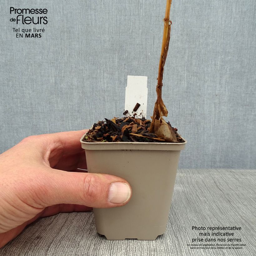 Phlox paniculata Coral Flame 8/9 cm pot sample as delivered in winter