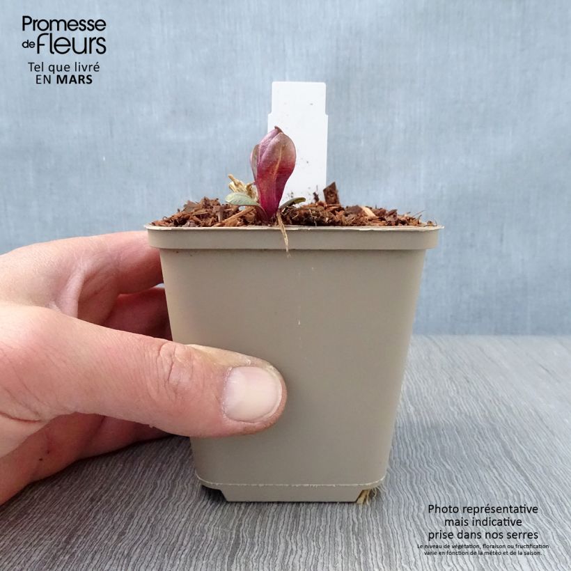 Phlox paniculata Coral Flame 8/9 cm pot sample as delivered in spring