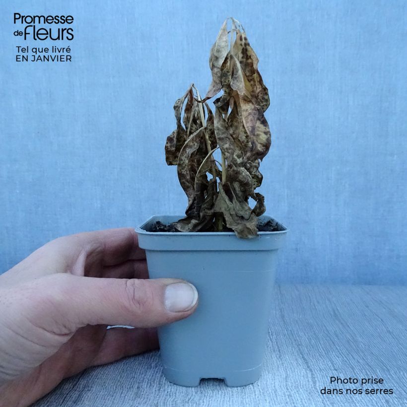 Phlox paniculata David 8/9 cm pot sample as delivered in winter