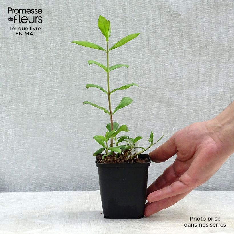 Phlox paniculata Europa 8/9 cm pot sample as delivered in spring