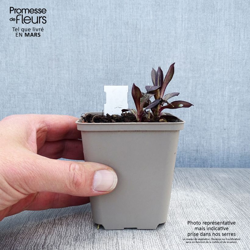 Phlox paniculata Eva Cullum 8/9 cm pot sample as delivered in spring