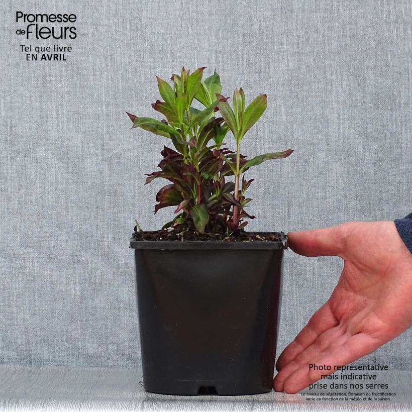 Phlox paniculata Famous Cerise 1.5L/2L pot sample as delivered in spring