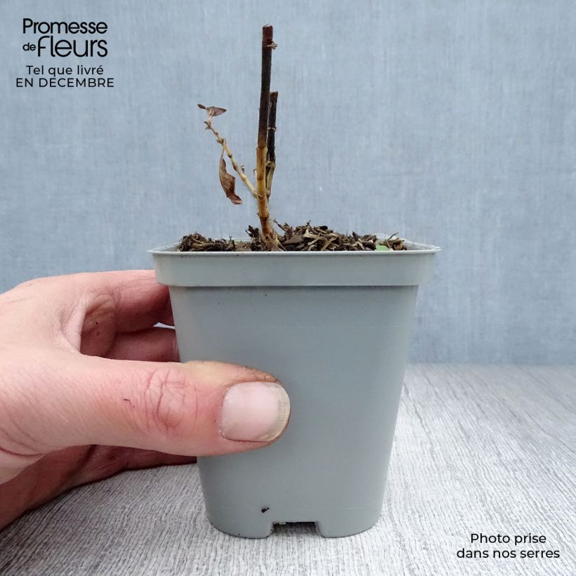 Phlox paniculata Fujiyama 8/9 cm pot sample as delivered in winter