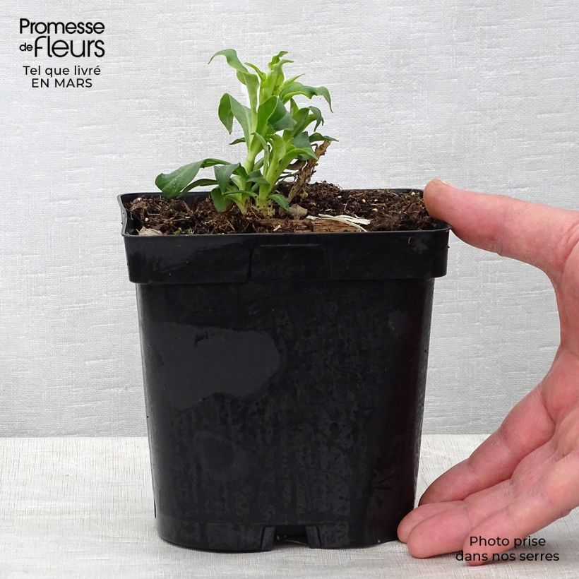 Phlox paniculata Fujiyama 2L/3L pot sample as delivered in spring