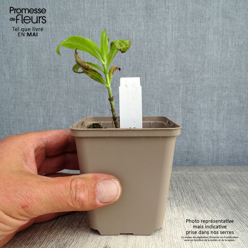 Phlox paniculata Goldmine 8/9 cm pot sample as delivered in spring