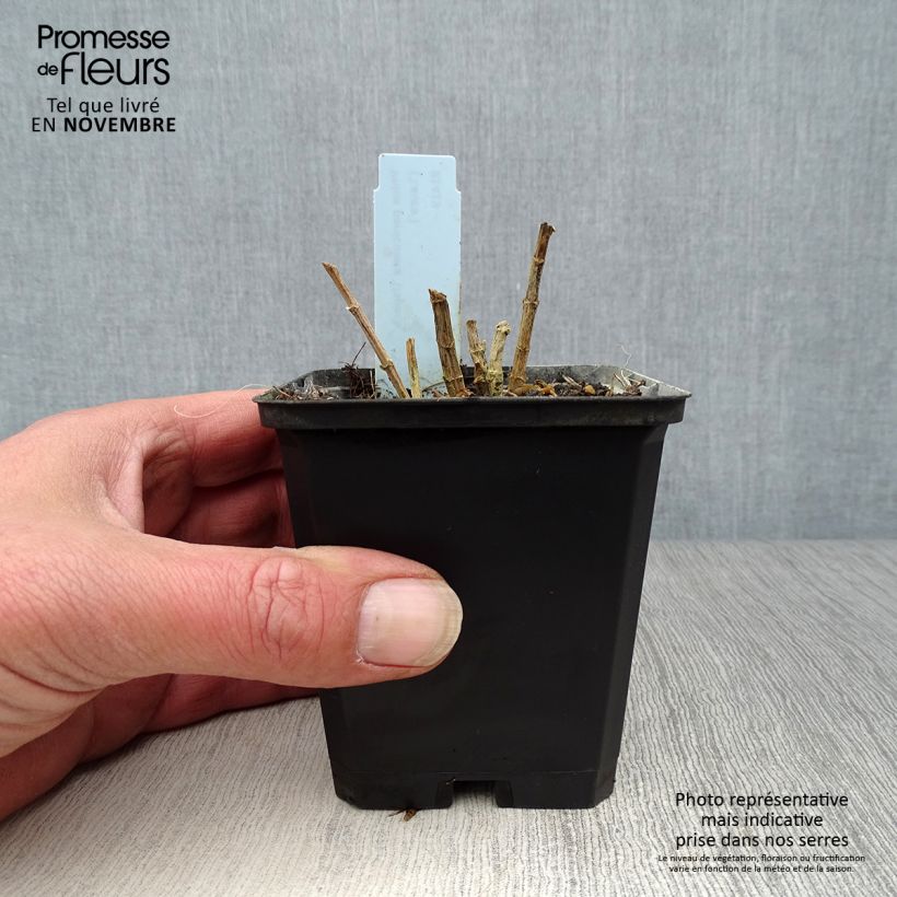 Phlox paniculata Laura 8/9 cm pot sample as delivered in autumn