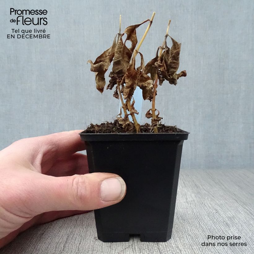 Phlox paniculata Laura 8/9 cm pot sample as delivered in winter