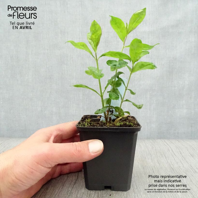 Phlox paniculata Laura 8/9 cm pot sample as delivered in spring