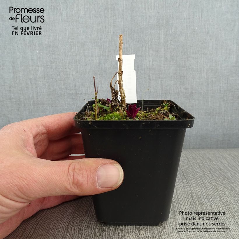 Phlox paniculata Olympus 8/9 cm pot sample as delivered in winter