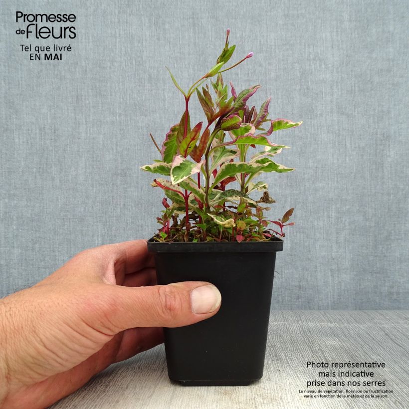 Phlox paniculata Olympus 8/9 cm pot sample as delivered in spring