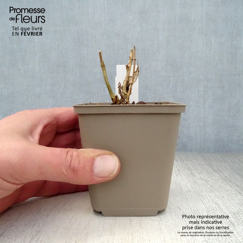 Phlox paniculata Purple Flame 8/9 cm pot sample as delivered in winter