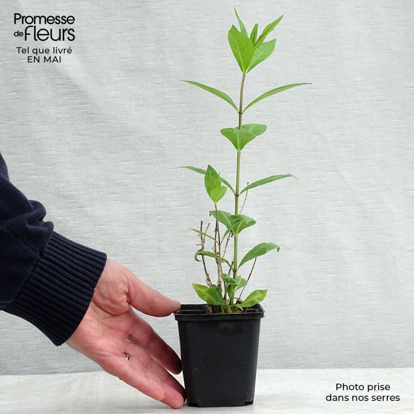 Phlox paniculata Rosa Pastel 8/9 cm pot sample as delivered in spring