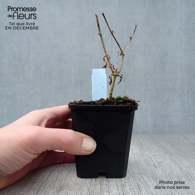 Phlox paniculata Rosa Pastel 8/9 cm pot sample as delivered in winter