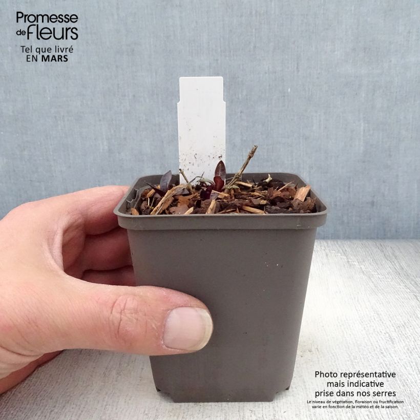 Phlox paniculata Septemberglut 8/9 cm pot sample as delivered in spring