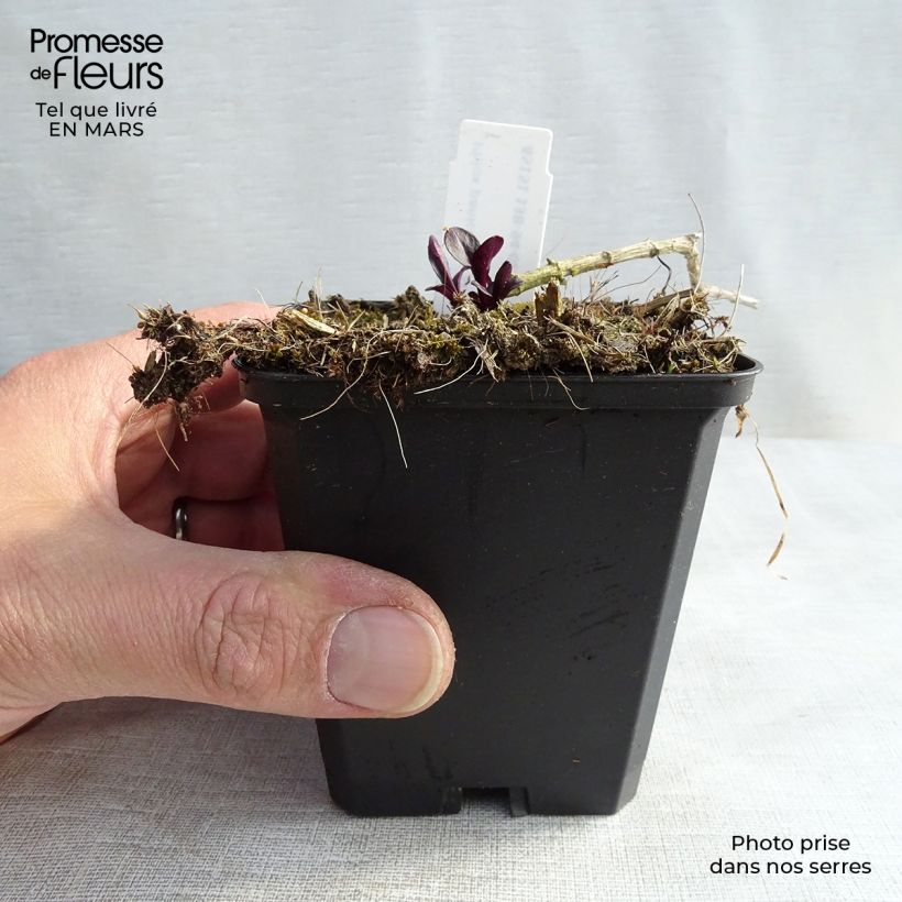 Phlox paniculata Starfire 8/9 cm pot sample as delivered in spring