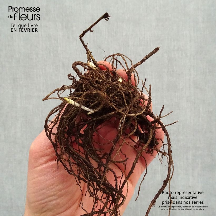 Phlox paniculata Stars and Stripes Bare root sample as delivered in winter