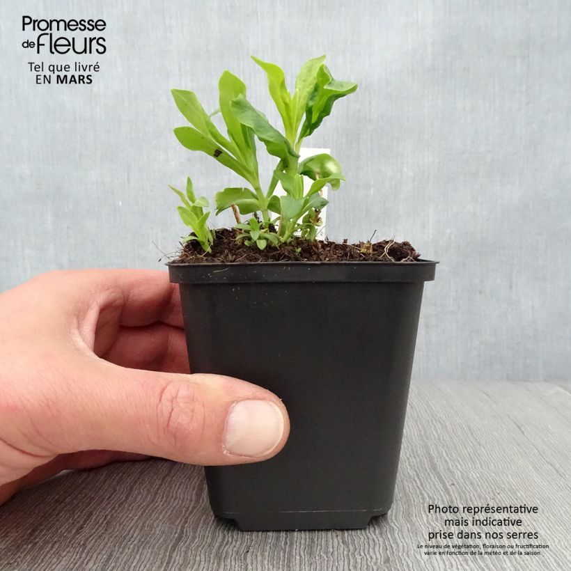 Phlox paniculata Tiara 8/9 cm pot sample as delivered in spring