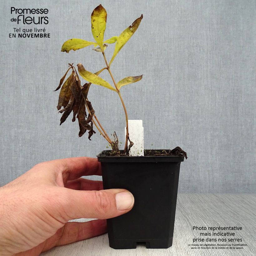 Phlox paniculata Uspech 8/9 cm pot sample as delivered in autumn