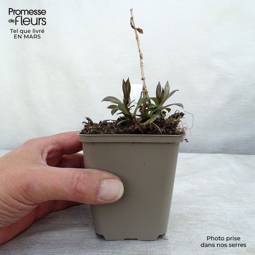 Phlox paniculata Uspech 8/9 cm pot sample as delivered in spring