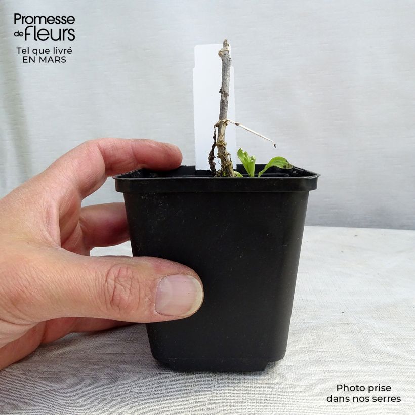 Phlox paniculata White Eye Flame 8/9 cm pot sample as delivered in spring