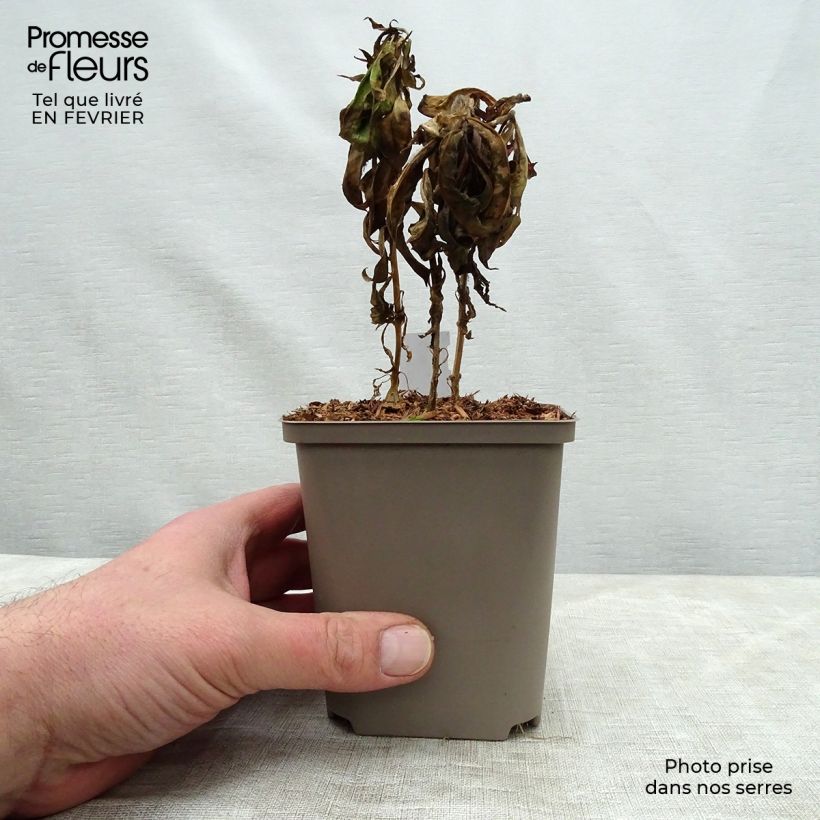 Phlox paniculata Windsor 7/8 cm pot sample as delivered in winter