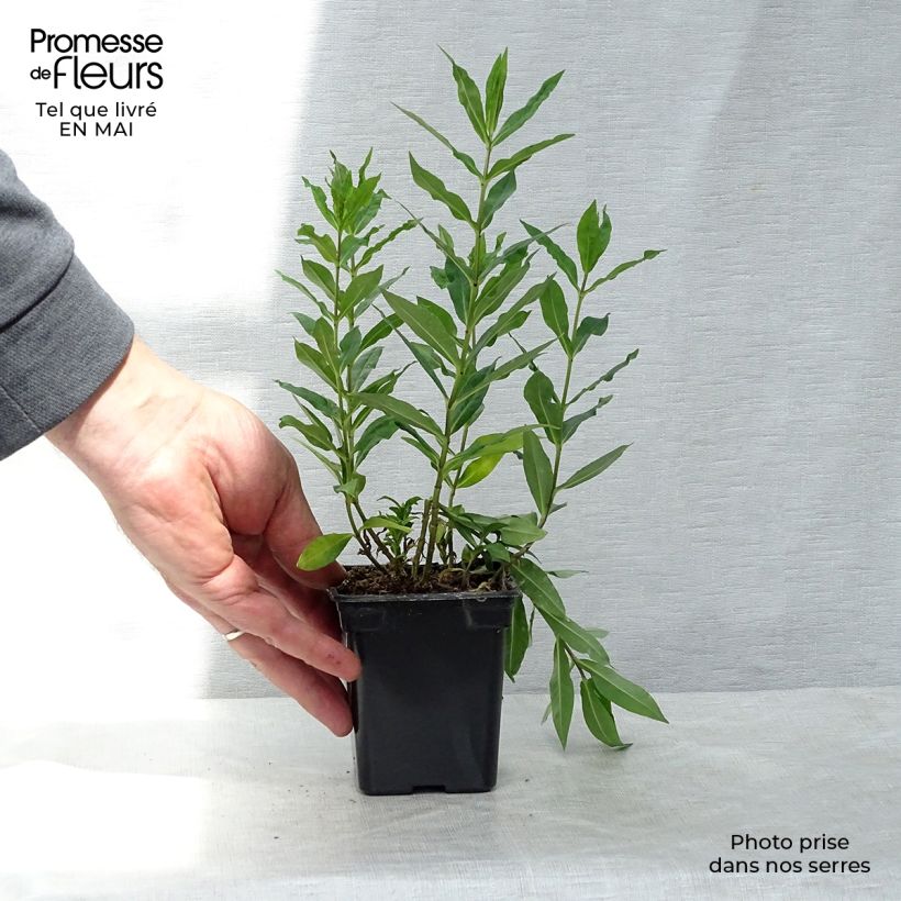 Phlox paniculata Windsor 7/8 cm pot sample as delivered in spring