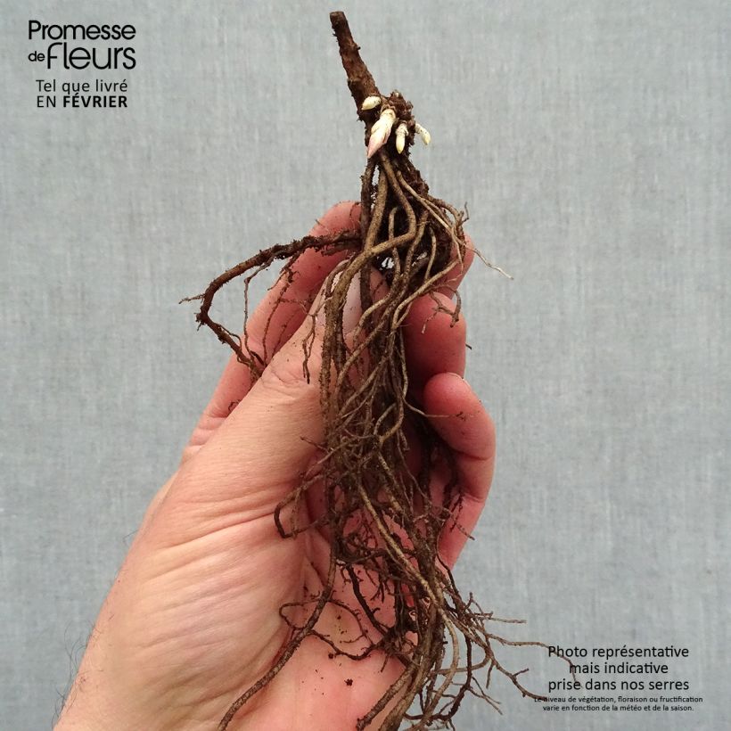 Phlox paniculata Younique Old Pink Bare root sample as delivered in winter