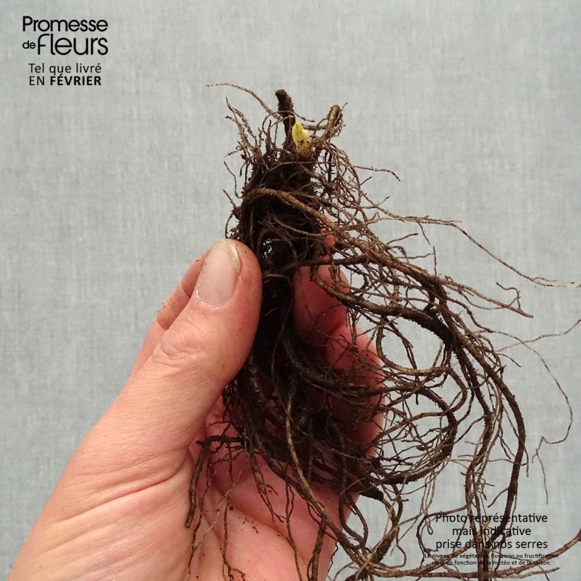 Phlox paniculata Younique Old Purple Bare root sample as delivered in winter