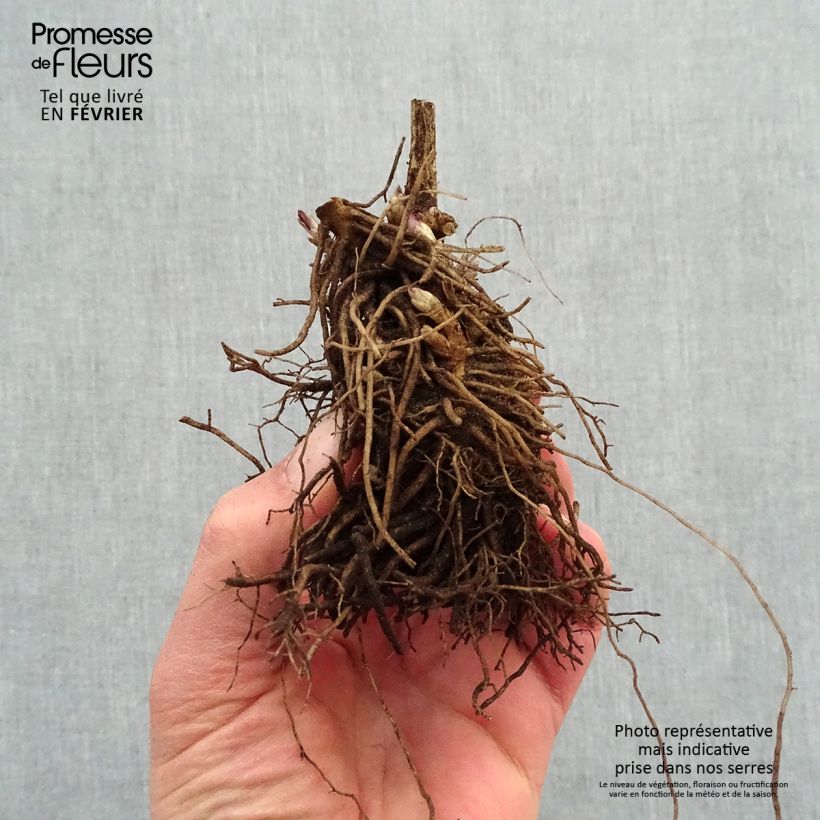 Phlox paniculata Younique Red Bare root sample as delivered in winter