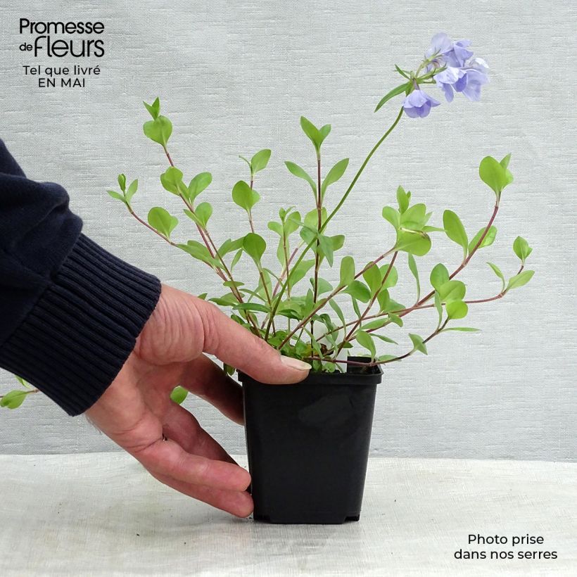 Phlox stolonifera Blue Ridge 8/9 cm pot sample as delivered in spring