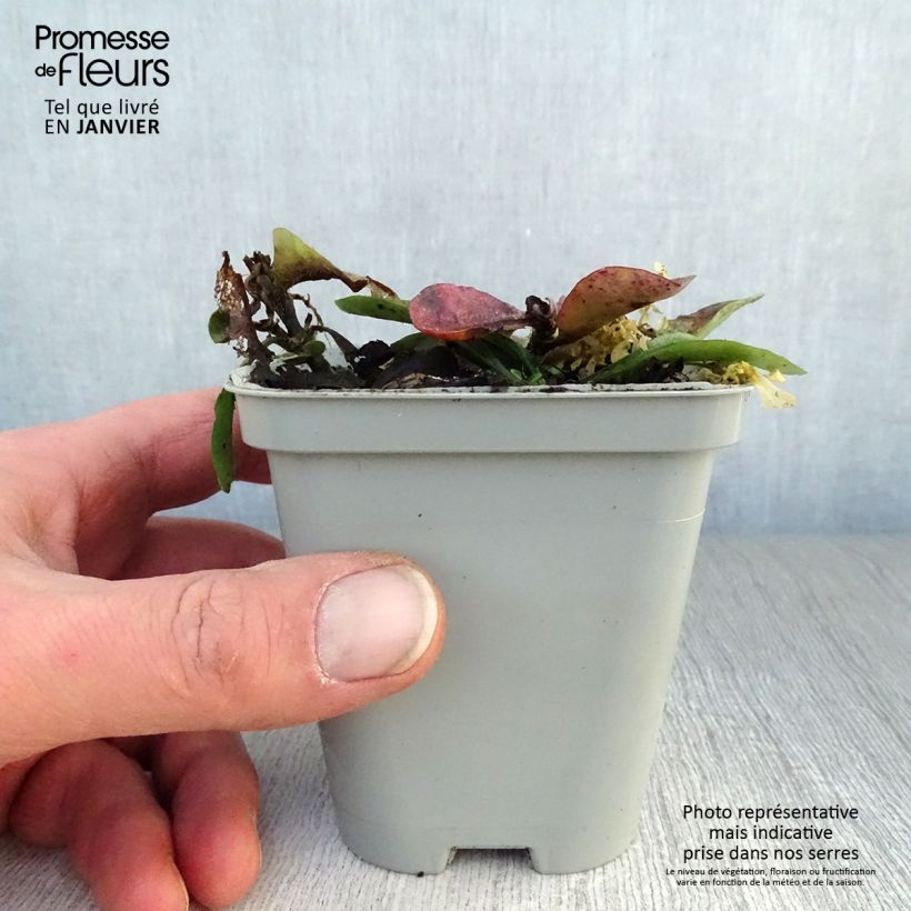 Phlox stolonifera Home Fires 8/9 cm pot sample as delivered in winter