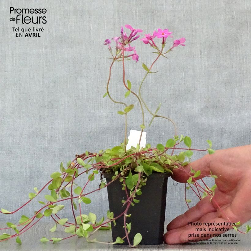 Phlox stolonifera Home Fires 8/9 cm pot sample as delivered in spring