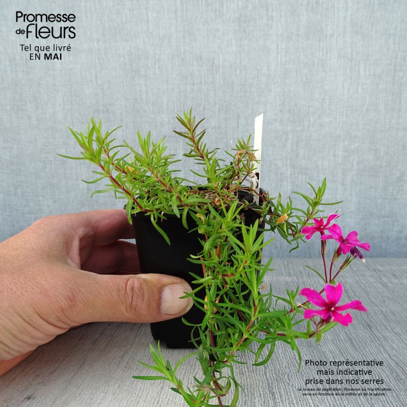 Phlox subulata Atropurpurea 8/9 cm pot sample as delivered in spring