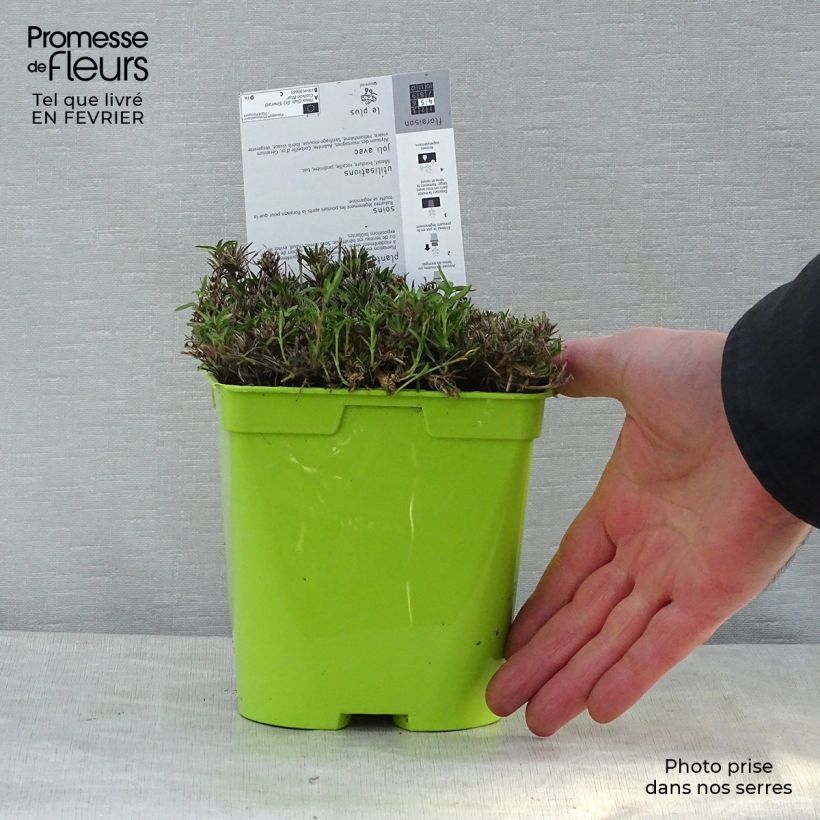 Phlox subulata Cushion Blue 2L/3L pot sample as delivered in winter