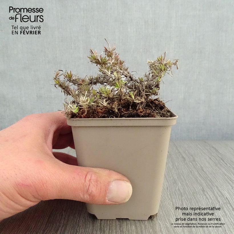 Phlox subulata McDaniels Cushion 8/9 cm pot sample as delivered in winter