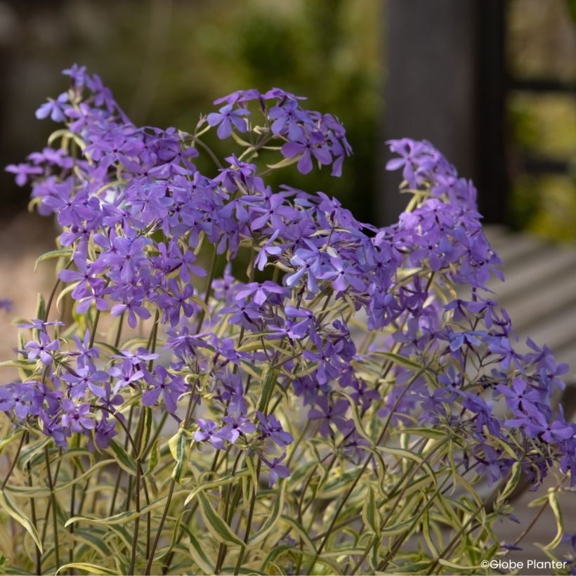Phlox divaricata Blue Ribbons (Flowering)