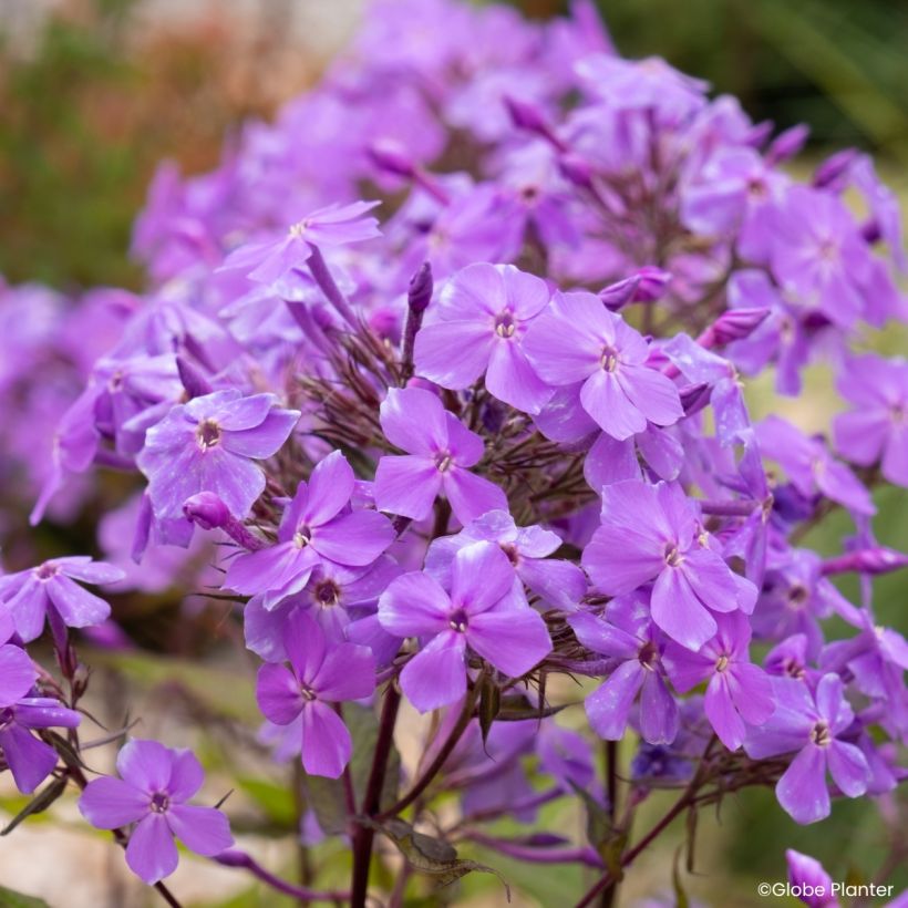 Phlox paniculata Koningin Paola (Flowering)