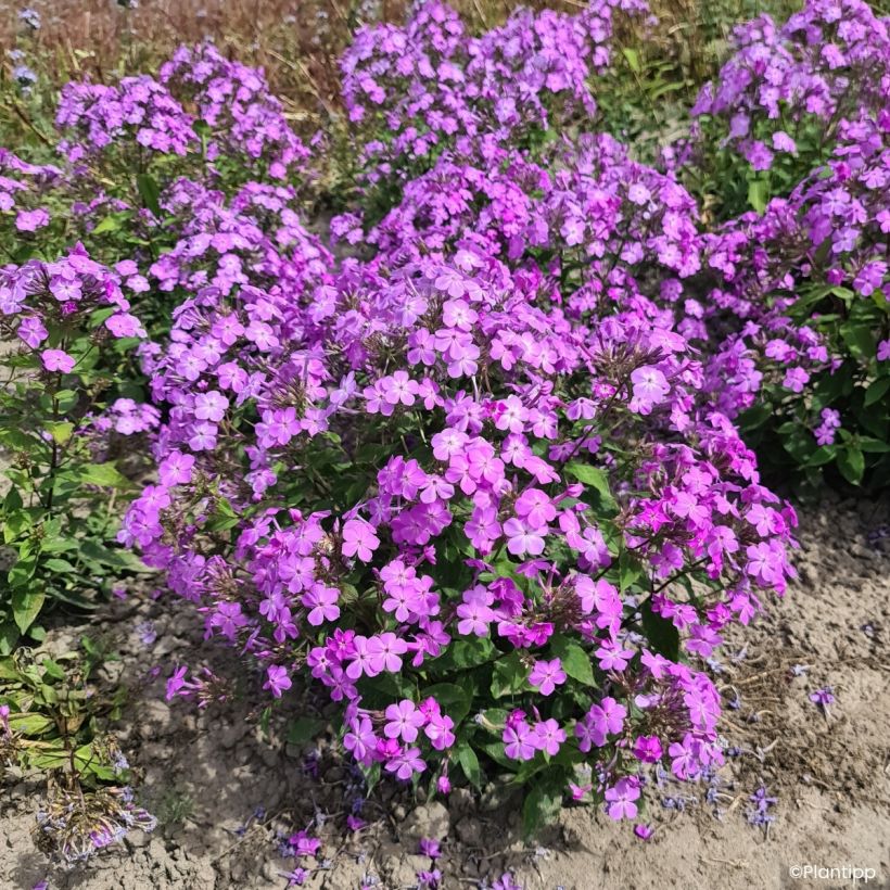 Phlox paniculata Koningin Paola (Plant habit)