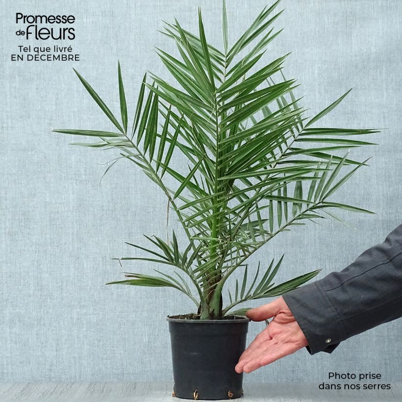 Phoenix canariensis - Canary Island Date Palm 1L/1.5L pot sample as delivered in winter