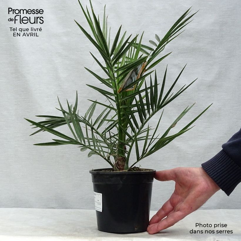 Phoenix canariensis - Canary Island Date Palm 1L/1.5L pot sample as delivered in spring