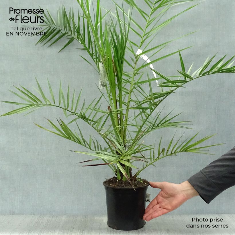 Phoenix canariensis - Canary Island Date Palm 3L/4L pot sample as delivered in autumn