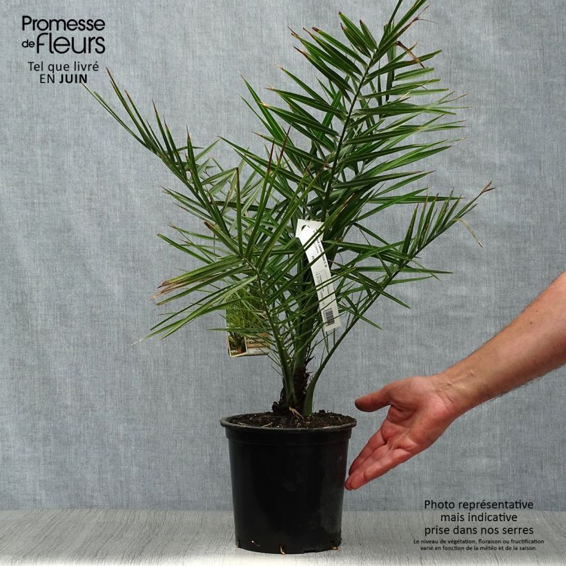 Phoenix canariensis - Canary Island Date Palm 3L/4L pot sample as delivered in summer
