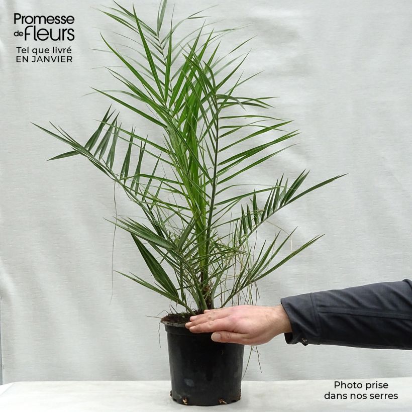 Phoenix canariensis - Canary Island Date Palm 3L/4L pot sample as delivered in winter