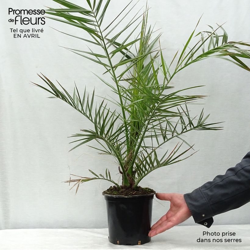 Phoenix canariensis - Canary Island Date Palm 3L/4L pot sample as delivered in spring