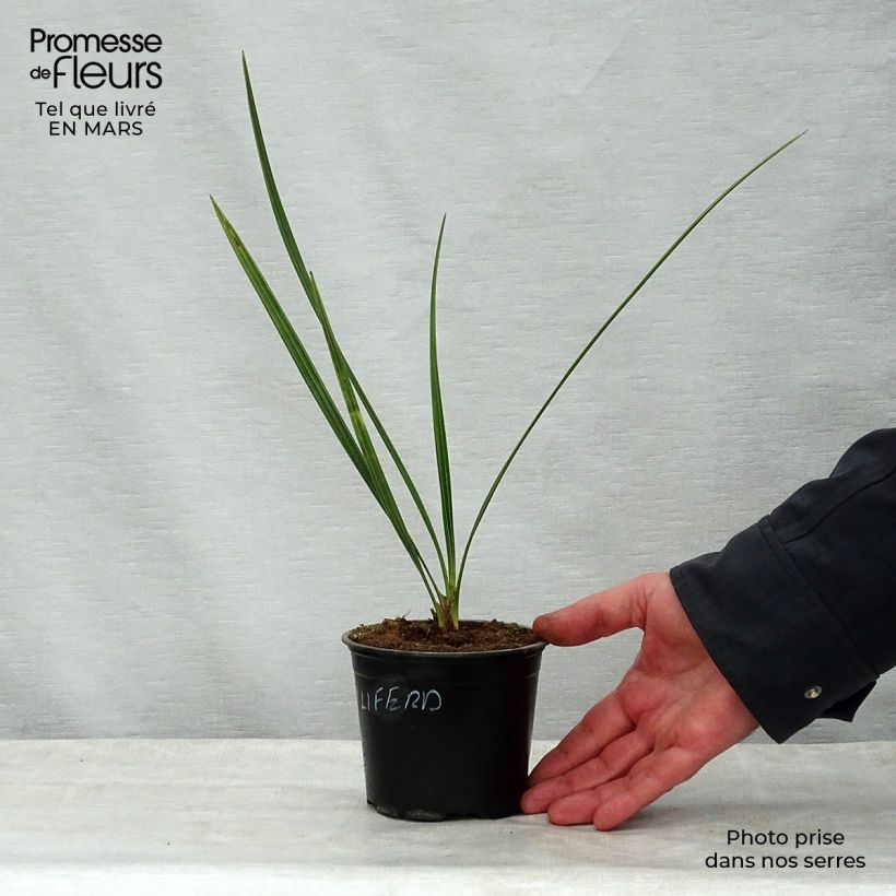 Phoenix dactylifera - Date Palm 12cm pot sample as delivered in spring