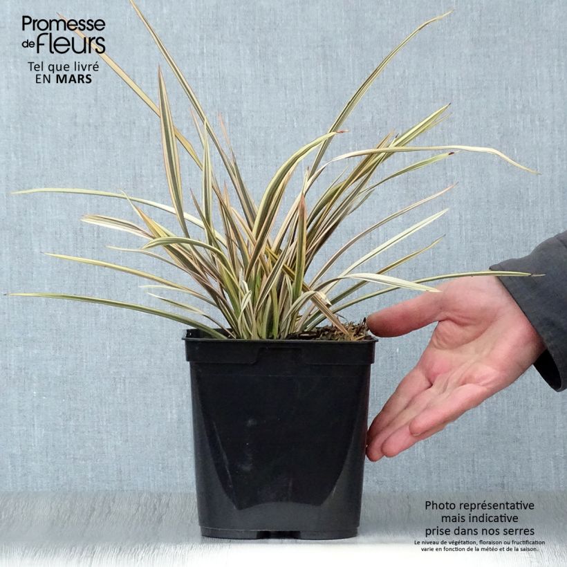 Phormium tenax Alison Blackman - New Zealand Flax 3L/4L pot sample as delivered in spring