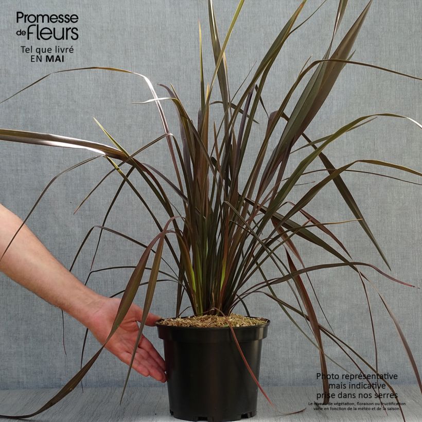 Phormium tenax Dark Delight - New Zealand Flax 4L/5L pot sample as delivered in spring