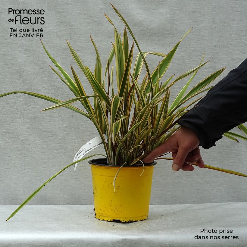 Phormium Golden Ray - New Zealand Flax 2L/3L pot sample as delivered in winter