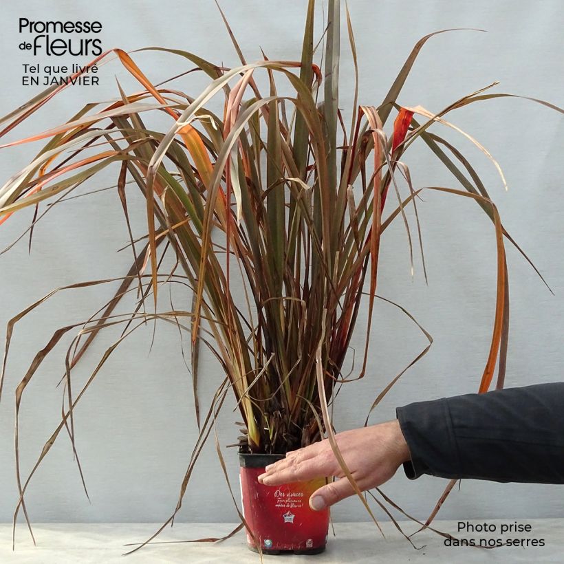 Phormium tenax Jack Spratt - New Zealand Flax 2L/3L pot sample as delivered in winter