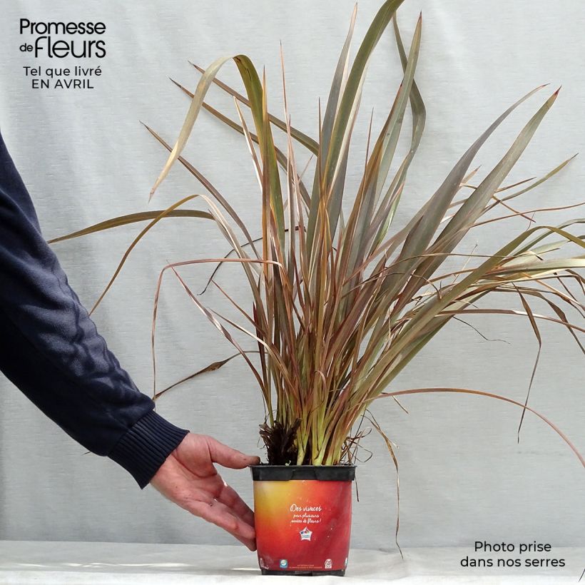 Phormium tenax Jack Spratt - New Zealand Flax 2L/3L pot sample as delivered in spring